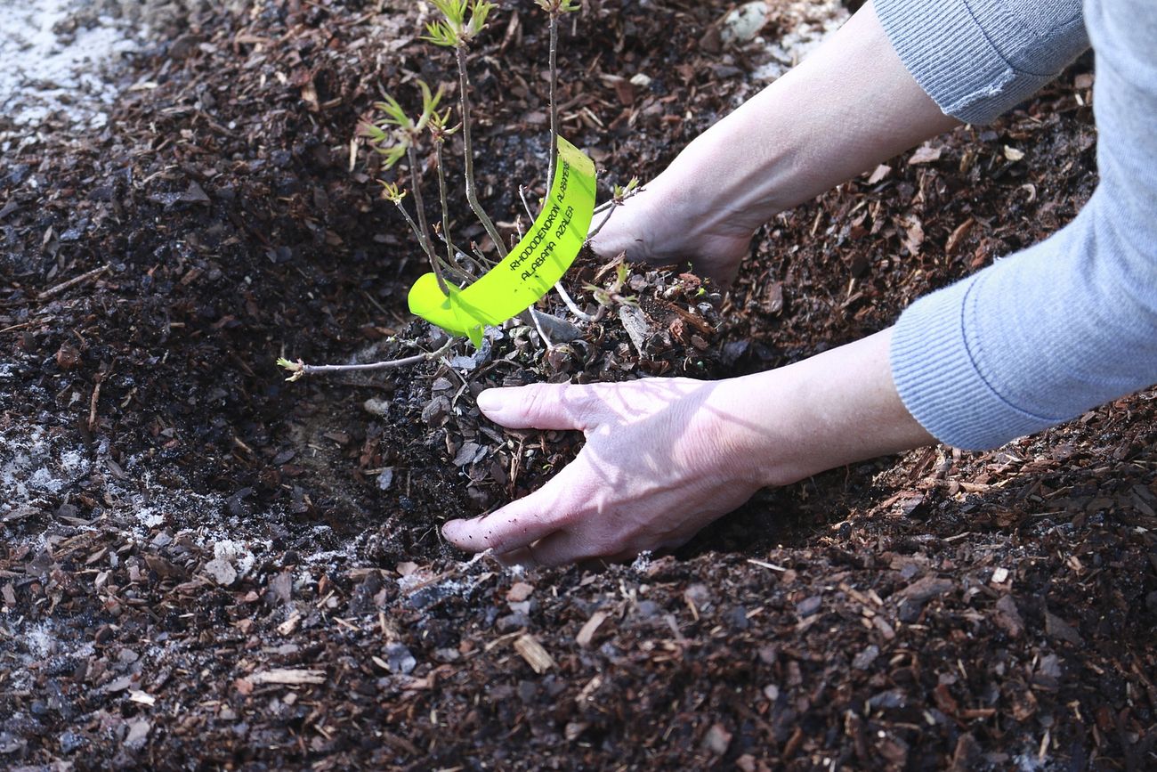 Fall for Planting: Why Autumn is the Perfect Time to Plant Trees and Shrubs