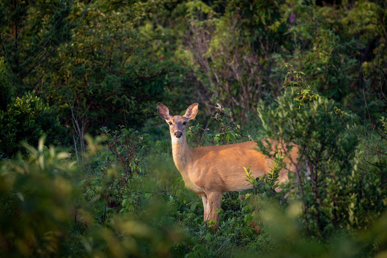 Deer Season Preparation: 10 Things to Do Before Opening Day